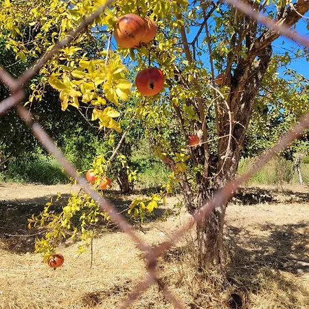 Makariospiti - Vera Nyaraló