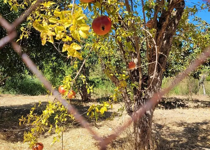 Makariospiti - Vera 펜션